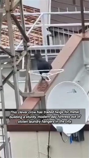 Incredible Sight Of A Crow Nest Made Of Hangers