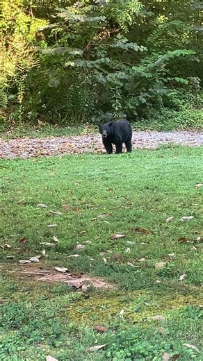 The black bear enjoys nature’s bounty near a Grove of acorn trees in the smoky mountains, Gatlinburg