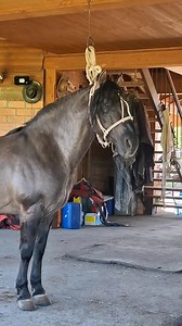 Criadero Los Varones S I "Mundano" German Germán Robles Guzmán | Corrales De Bio Bio