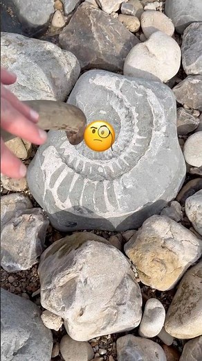 Can you spot 🤷‍♂️the large fossil? #beachfinds#ammonite#jurassiccoast