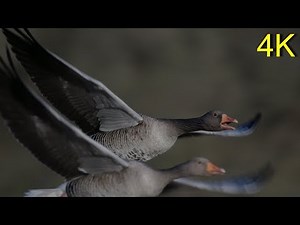 Greylag Goose - CLOSE UPS: In Flight/ on Water/ Land