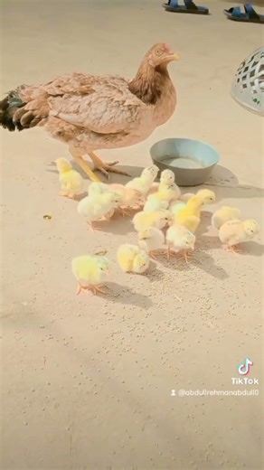 mama khatiya Java 👌💯💯💯