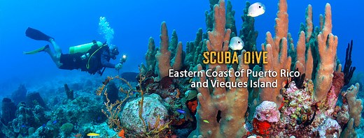 Puerto Rico SCUBA Dive Tours | SCUBA Diving Vieques, Puerto Rico