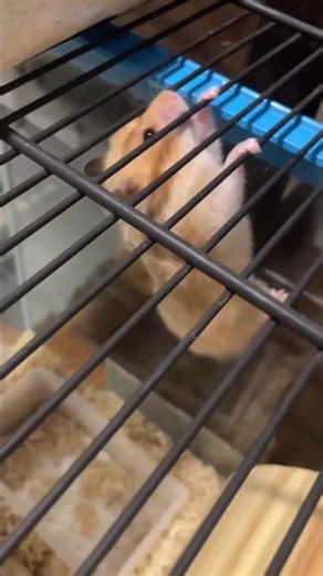 Spider-Ham… Spider-Ham… does whatever a hamster can 🐹