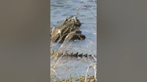 Mugger crocodile in wilpattu national park shorts