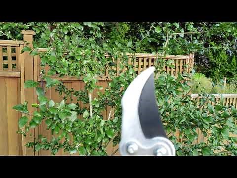 Summer Pruning Plum Fruit Trees