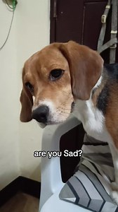 Beagle FUR-iendly Reminder 🥰 #beagle #beagledog #beaglelovers #dogs #doglovers #reels #reelsfb | Baileys The Beagle