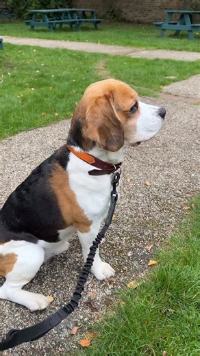 Move it along or he’ll unleash his big boy bark 🙊 Ollie is 100% a pack dog, if you’re not in our pack then you aren’t welcome 🐶 | Beagle brothers, Stanley and Ollie.