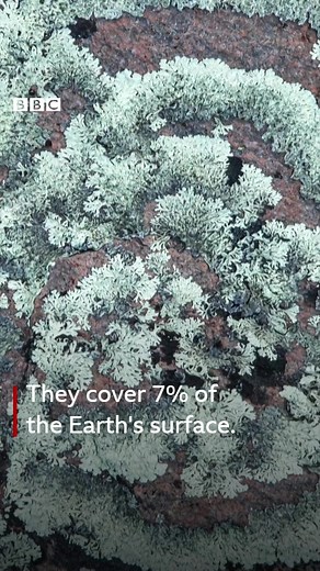 They've been on Earth for hundreds of millions of years and are both a fungi and a plant. Here are just a few reasons why lichens are an underrated natural wonder. 💚 https://bbc.in/46NXAtO | BBC World Service