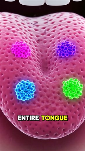 Your Tongue Taste Map Is a Lie (Science Finally Explains)