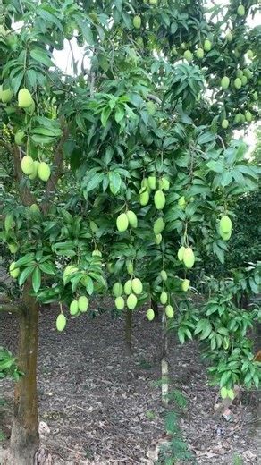 This mango farm produces more fruit than you'd expect #farming #harvest #mango