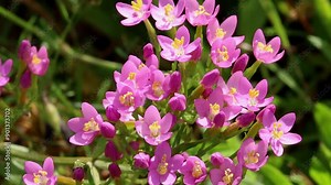 Common Centaury, Centaurium erythraea, in flower. Highgate Common. Staffordshire. Summer. UK