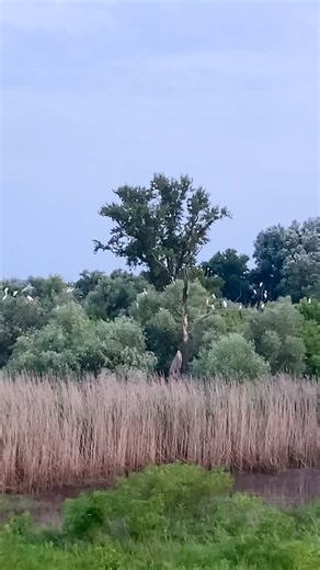 Bela Čaplja | Бела Чапља (Ardea Alba) је крупна птица водених станишта. Космополитска врста распрострањена готово на свим континентима осим Антарктика.... | Instagram