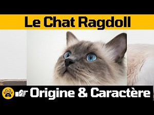 HISTORIQUE DU CHAT RAGDOLL 👉Tout savoir sur son Origine & Caractère