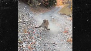 Utah Hiker Stalked by Cougar for 6 Minutes, Miraculously Survives