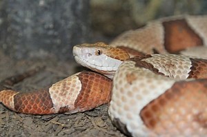 What to do if you're bitten by a snake in NC