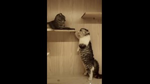 85K views · 1.6K reactions | Too many people are nervous! Too many cats are nervous! | Humour pics | Facebook