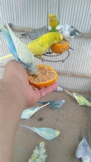 This Amazon bird toy is SO COOL#birds#parrot #birdslover #budgis #lovebirds #budgiegar #cute #health
