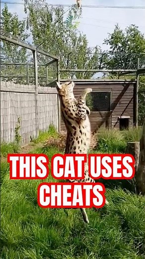 The Most Dangerous Cat You've NEVER Heard Of #serval #wildlife