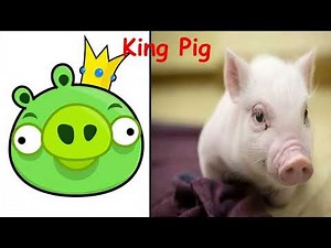 Angry Bird In Real Life