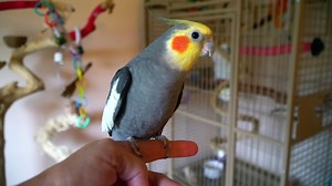 Listen To What This Brilliant Talking Cockatiel Says