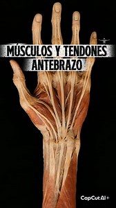 Los músculos y tendones del antebrazo permiten mover la mano y los dedos con precisión. Coordinan la flexión, extensión, pronación y supinación, y transmiten la fuerza desde el músculo hasta el hueso, haciendo posibles gestos tan finos como escribir o sujetar un objeto. #MúsculosDelAntebrazo #Tendones #AnatomíaHumana #Movimiento #SaludMuscular #FunciónMotora #Medicina | 𝐴𝑝𝑟𝑒𝑛𝑑𝑒 𝑑𝑒 𝑠𝑎𝑙𝑢𝑑 , 𝑙𝑒𝑎𝑟𝑛 𝑎𝑏𝑜𝑢𝑡 ℎ𝑒𝑎𝑙𝑡ℎ