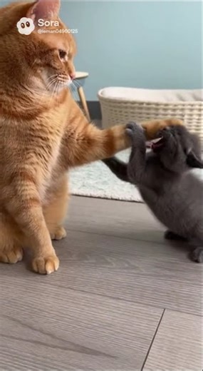 Big Cat Blocks With Style.mp4