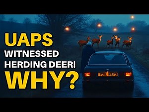 Amber UAPs Herding Deer? Witness Account from the UK's "Skinwalker Ranch"!