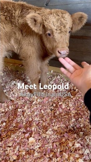 Meeting This Gentle Highland Bull Leopold for the First Time |