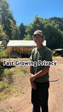 Dain ‪@bamboovalleyllc224‬ talking about fast growing clumping bamboos for Pacific NW & similar zones