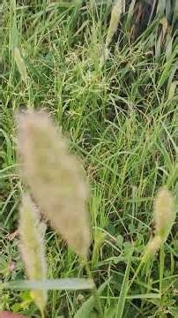 Can we cultivate wild plants?