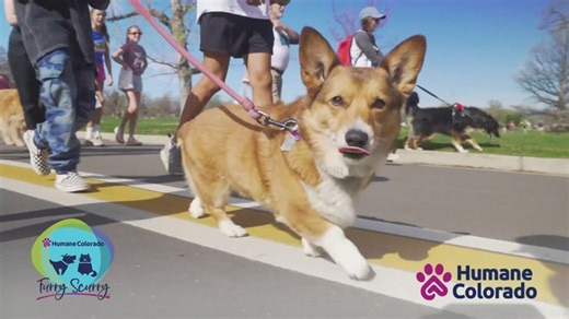 Furry Scurry returns in Denver to support Humane Colorado's 44,000 animals
