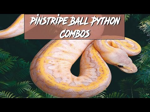 Pinstripe Ball Python Morph Combos | Jack's Reptiles