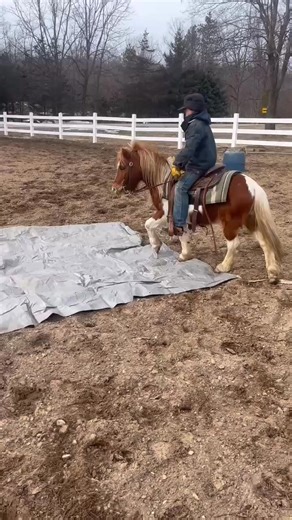 2026 NML PONY CHALLENGE Fruit Punch went through a progression of tarp training today. Truett sent this along to showcase their training progression. Fruit Punch has long been allowed to process stimuli purely based on reaction. See it, don’t trust it, run from it. Truett has had his work cut out for him getting this pony to see something, trust his handler, process a different reaction and proceed. This tarp video is a good example of the progress that’s been made. Each day we get more excited 