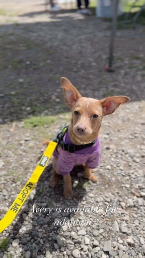 552 reactions · 139 shares | Avery is available for adoption at our Santa Barbara shelter 5473 Overpass Rd. Tuesday-Sunday 10am-6pm. | Santa Barbara County Animal Services | Facebook