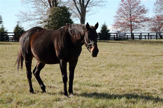 Podcast: Mare Fertility Problems