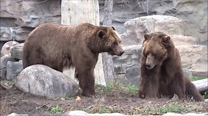 17K views · 425 reactions | Feeling a bit grizzly about heading back to work and school? Just remember that the Detroit Zoo is open 362 days a year and is sure to boost your mood! Make a Detroit Zoo membership a "bear" necessity in 2024: https://bit.ly/3ZQTNKc | Detroit Zoo | Facebook