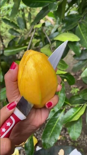 Mango Fruit #mangofruit