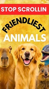 Top 5 friendly animals! #FriendlyAnimals #AnimalFacts #CuteAnimals #Top5Animals #Capybara