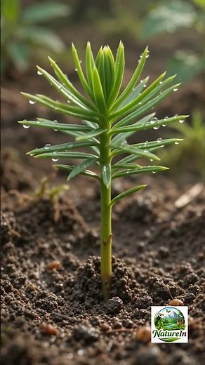 Norfolk Island Pine Growth Timelapse | From Seed to Mature Tree