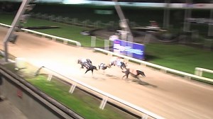 1.5K views · 38 reactions | ퟮퟬퟮퟭ 헦헜헦 헙헮헶헿 헪헮헿헿헶헼헿 헙헶헻헮헹 Ela Supremo roared up the straight to assert in the final of the SIS Fair Warrior Open 400 at Mullingar Greyhound Stadium on Saturday night. Take a look back on the Final now with reaction from winning connections. #SISFairWarrior #GoGreyhoundRacing #ThisRunsDeep | Greyhound Racing Ireland | Facebook