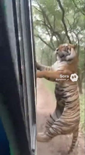 Tiger attacks a bus