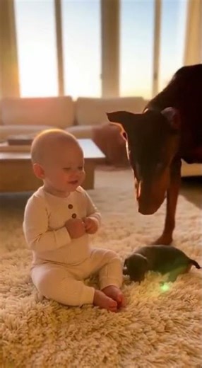 Doberman Brings the Baby a “New Family Puppy”… CUTEST Moment 😭🐶👶