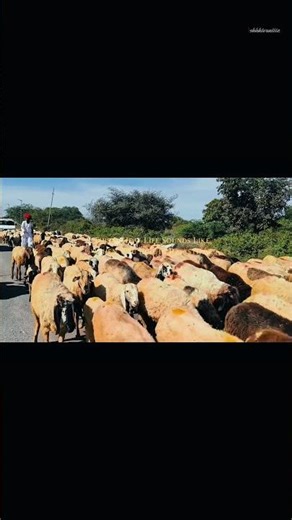 खम्मा घणी🙏🏻#rajasthan #youtubeshorts #youtube #subscribe #love #like #officalvideo