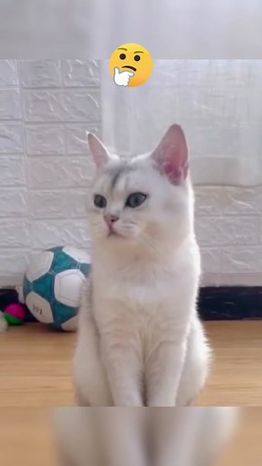 Cat Playing Sports: Funniest Pet Moments