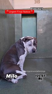 12K views · 1K reactions | Urgent Final Notice✳️MILO ✳️ID:...