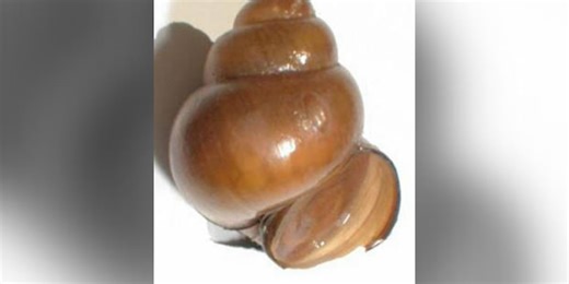 Invasive snails in Georgia can kill you, wildlife agency warns