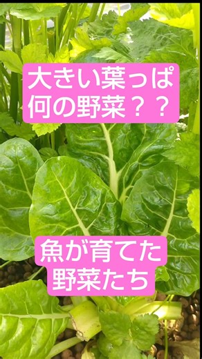 野菜を収穫して料理をする#アクアポニックス#家庭菜園#スイスチャード