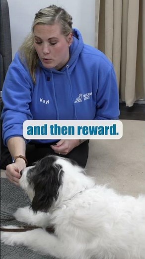 Teaching Your Dog To "Lie Down" On Command