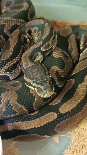 Normal Ball Python – The Foundation of Every Morph! 🧬🐍